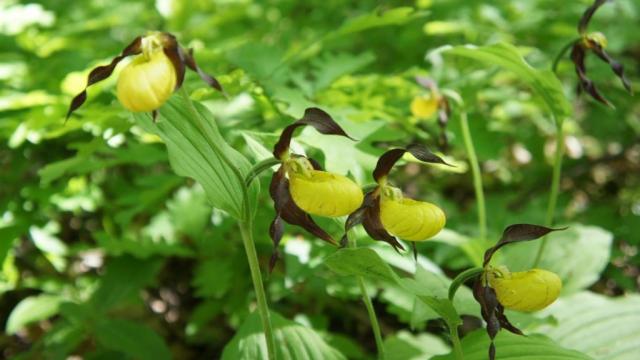 Guckuskon trivs i den kalkrika jorden på Kinnekulle