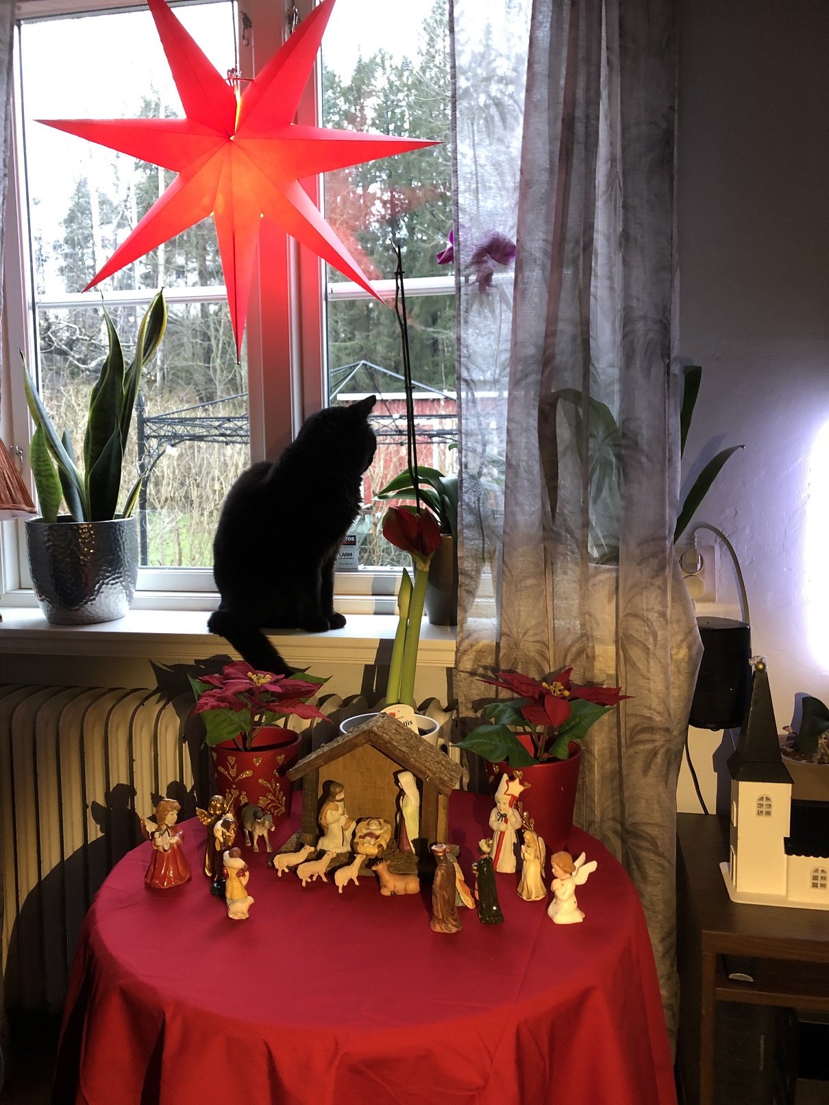 jul2019stjärnakattkrubba